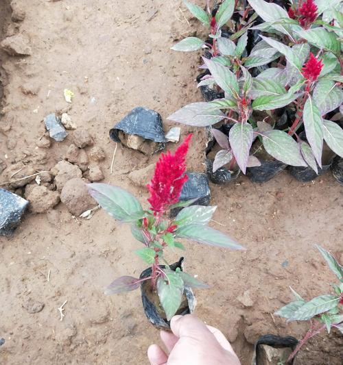 鸡冠花种子多久能发芽？发芽过程中的注意事项是什么？