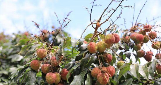 荔枝亩产量是多少？产量高吗怎么提高？