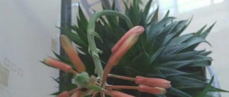 芦荟花的花语与美丽（揭开芦荟花的花语之谜）