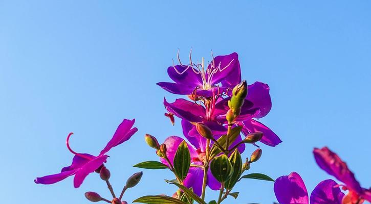 冷漠无情的花语世界（以什么花的花语是冷漠无情）