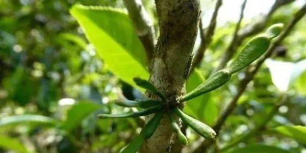 茶树不开花是什么原因？如何解决茶树不开花的问题？