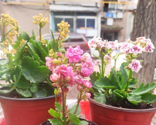 长寿花的颜色寓意与含义（探究长寿花不同颜色所代表的吉祥寓意）