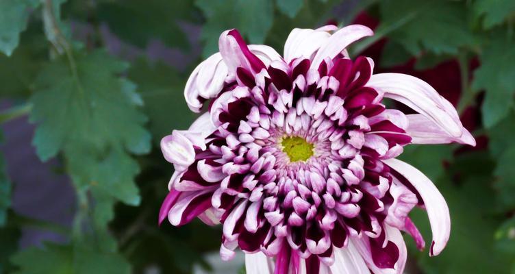 南通市花菊花的象征与意义（南通市花菊花的美丽与独特之处）