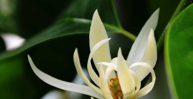 白兰花的花语及寓意（深入了解白兰花的花语）