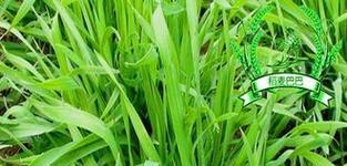 小麦的功效与作用是什么？如何利用小麦改善健康？