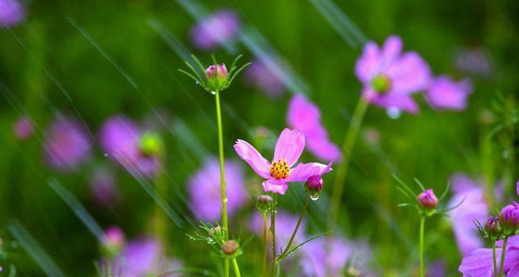格桑花是什么植物？它的特点和种植方法是什么？