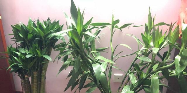 家里为什么不能养富贵竹？富贵竹养殖有哪些禁忌？