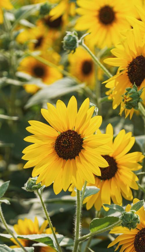 向阳而生的花语——以向阳而生的花为主题的花语分析（阳光照耀下的花朵）