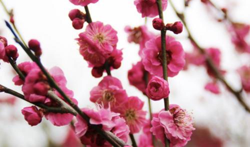 梅花是什么样子的？如何辨别不同种类的梅花？