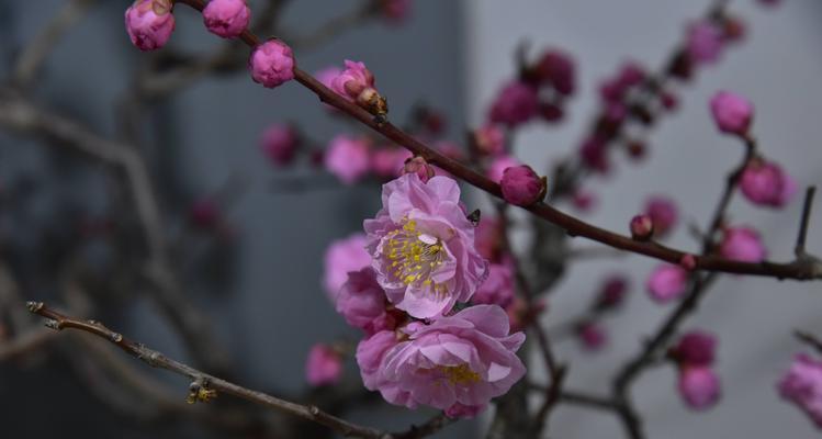 梅花是什么样子的？如何辨别不同种类的梅花？_花植网
