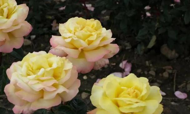 和平之花（白色郁金香）