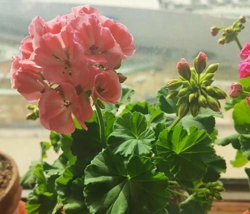 天竺葵家庭养法有哪些技巧？如何确保天竺葵健康生长？