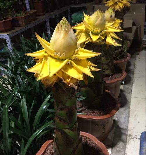 摇钱树开花的寓意与启示（财富的源泉）