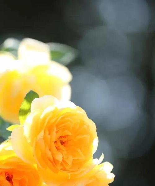 感恩之花——菊花的花语（传递感恩之心）