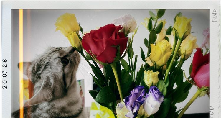 感恩之花——菊花的花语（传递感恩之心）