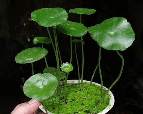 荷叶没根能活吗？如何在水中保持荷叶的生长？