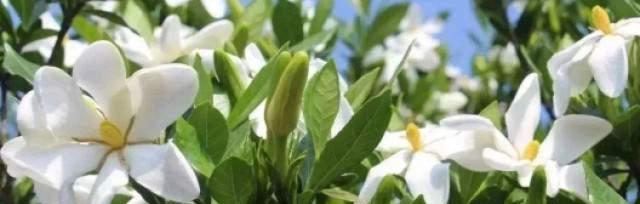 栀子花的花语（馥郁芬芳）