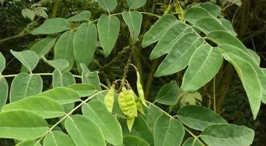 槐树掉叶子怎么办？如何有效预防和处理？