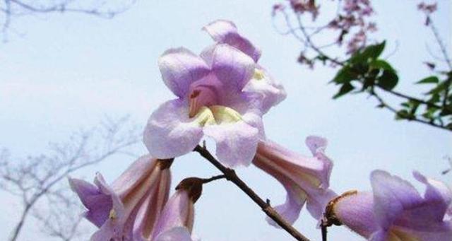 梧桐花的花语及其象征意义（探秘梧桐花所传达的美丽信息）