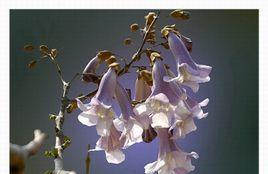 梧桐花的花语及其象征意义（探秘梧桐花所传达的美丽信息）