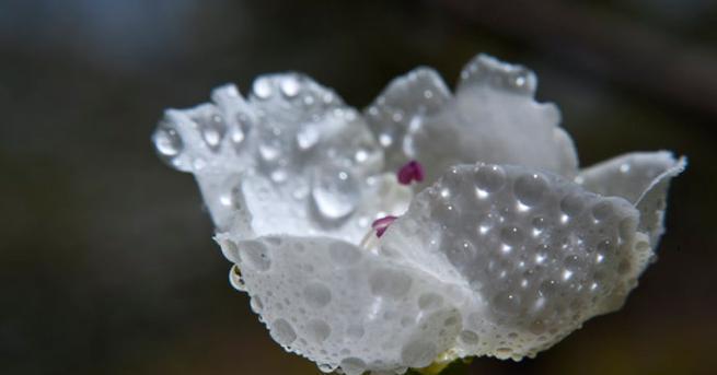 水晶花（水晶花的花语与美丽）