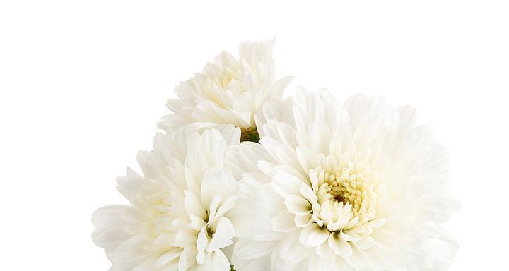 白菊花的寓意与象征意义（揭示白菊花的美丽内涵及文化传承）