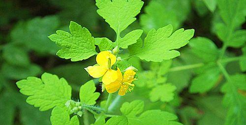 如何挑选好吃的蜂蜜？挑选优质蜂蜜的技巧是什么？