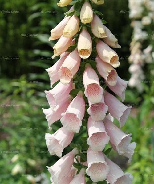 毛地黄是多年生植物吗？它的生长周期有多长？