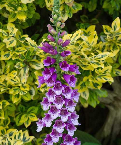 毛地黄是多年生植物吗？它的生长周期有多长？