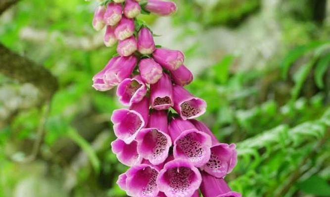 毛地黄是多年生植物吗？它的生长周期有多长？