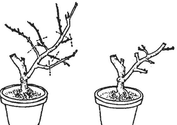 红豆杉修剪方法有哪些?如何正确修剪红豆杉?