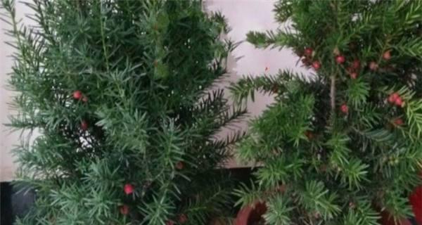 红豆杉修剪方法有哪些？如何正确修剪红豆杉？