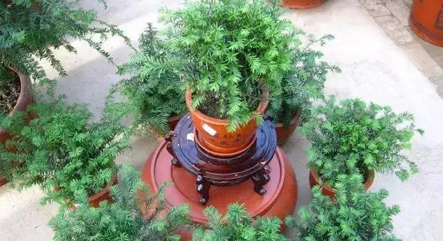 红豆杉修剪方法有哪些？如何正确修剪红豆杉？