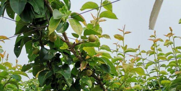 梨树种植的最佳时间是什么时候？有哪些高效种植方法？