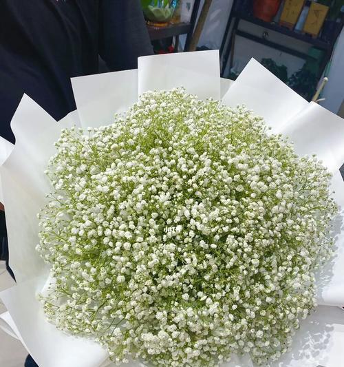 白色的满天星（解读满天星花卉的意义和象征）