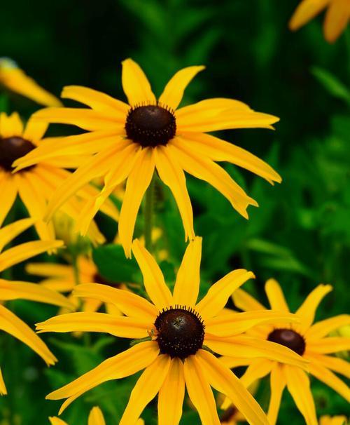 竹子的寓意和花语（探索竹子所代表的深刻寓意和花语）