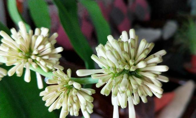 巴西木开花需要多长时间？如何促进开花？