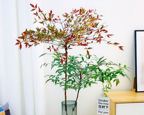 室内水培花卉有哪些种类？如何选择适合的水培植物？