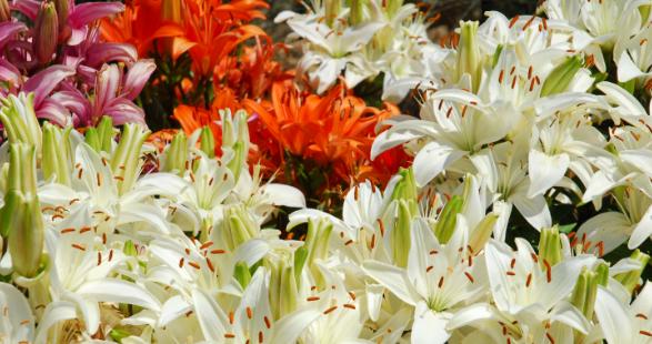 百合（探索百合在文化和艺术中的意义与象征）