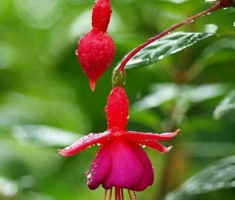 以向日葵的花语为主题的鼓励人的力量（阳光般的勇气与坚持）