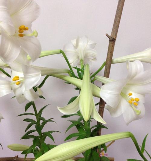 百合植物长什么样子?如何辨别不同种类的百合花?