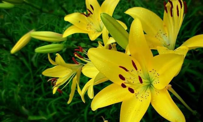 百合植物长什么样子？如何辨别不同种类的百合花？