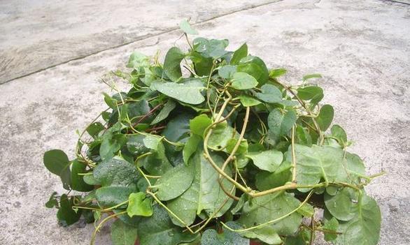 三七有哪些神奇功效？如何正确食用三七？