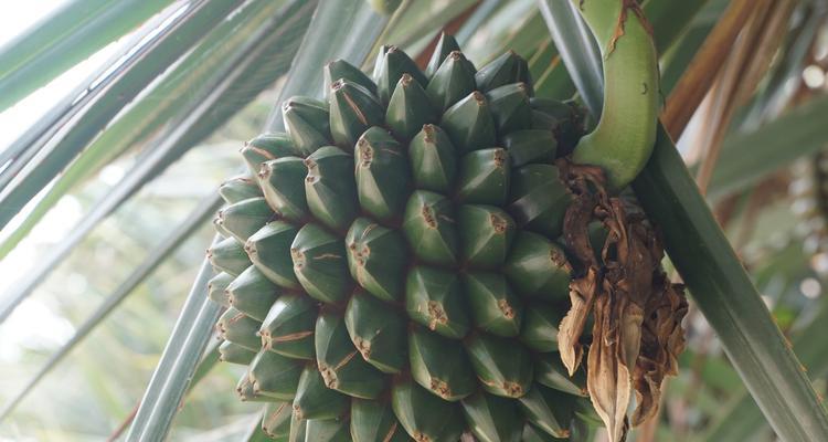 扇叶露兜树果实能吃吗？食用安全性和营养价值如何？