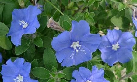 勇往直前——以向日葵花语为主题的冒险之旅（追寻梦想）