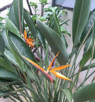 鹤望兰几月份开花？一年能开几次花？