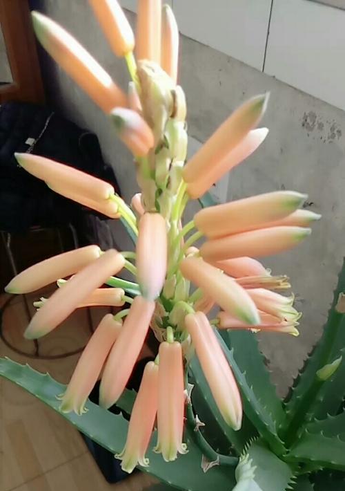 龙爪开花吗？多久开花一次？