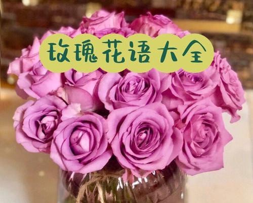 不同数量的玫瑰花与寓意(玫瑰花数量的多少如何传递不同的情感)