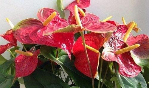 火鹤花语（火鹤花语解读及意义探索）