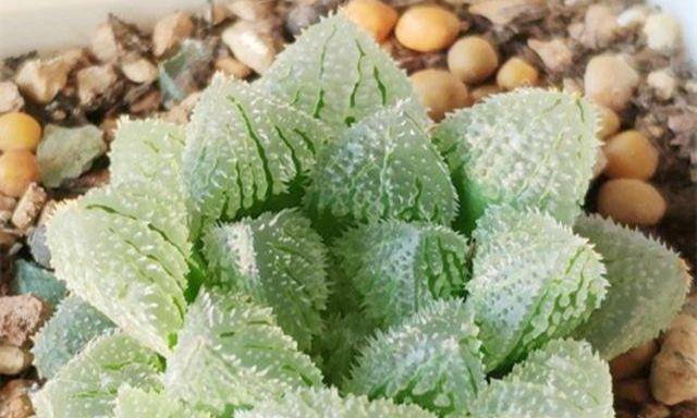 玉露休眠期是什么时候？如何判断玉露进入休眠状态？